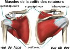muscles-coiffe-rotateurs_1.jpg